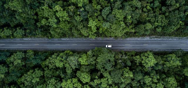 forest road, aerial shot