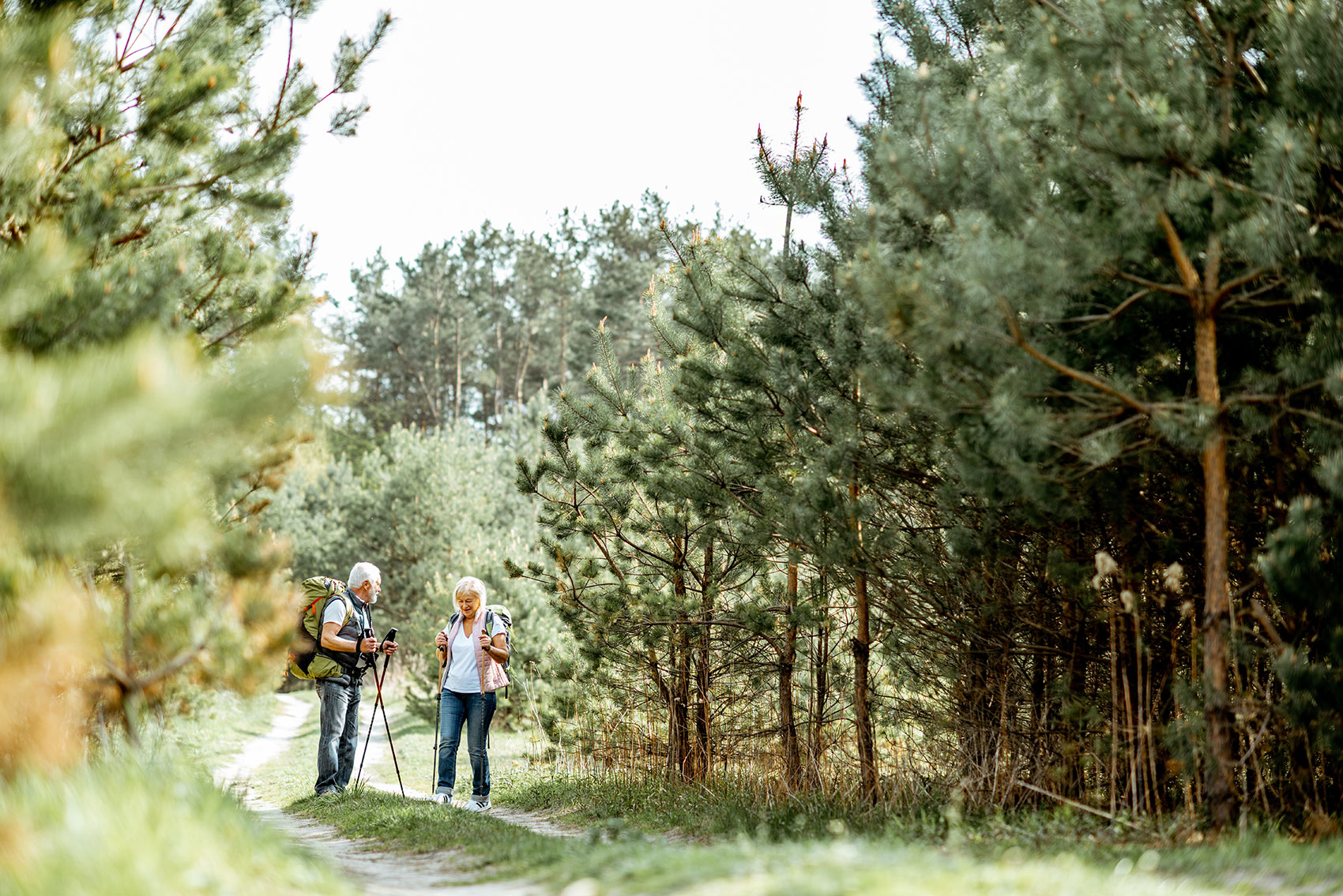 Happy senior couple hiking with trekking sticks and backpacks at the young pine forest